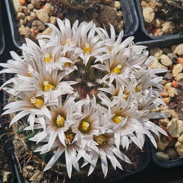 Mammillaria unihamata (weingartiana)